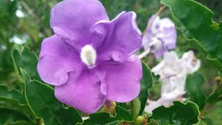 Brunfelsia#latifolia.#Las Plantas de Norma🍀🌸💮