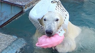 【シロクマの1分動画＃90】ピンクのオモチャと白い籠。虚無僧のホウちゃん💗【天王寺動物園】