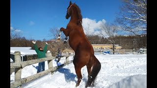 新雪で歓喜爆発！！ドリームポリーニ【クローバー牧場】#tccホース #引退競走馬 #引退競走馬のセカンドキャリア