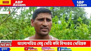 আলোপতিত নেমু খেতি কৰি বিপাঙত খেতিয়ক। বেচিব নোৱাৰি গছৰ তলতে পচিব ধৰিছে নেমু, উৎপাদন অনুপাতে বজাৰত