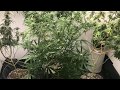 Durban Poison- Cannabis Flowers Day 21