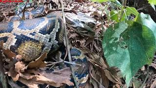 Hunter vs anaconda - intense confrontation between hunter and giant anaconda |KingCobra Hunter