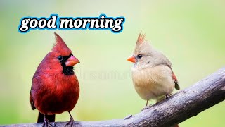 🥀good morning video 🥀WhatsApp unique status 🥀#subhash nature