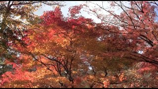 京都嵯峨 常寂光寺の紅葉と鐘の音2011