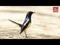 Forest Birds Oriental Magpie-Robin| Bird Sounds Relaxation - Nature Sounds Music for Meditation #01