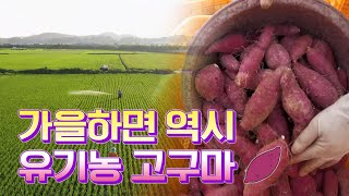 군고구마의 계절이 돌아왔습니다. 친환경 농법으로 재배되는 고구마와 쌀, 자연으로 시작해서 다시 자연으로 #고구마 #쌀 #영암 #친환경 #농업 #농사