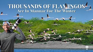 Thousands of Flamingos In Mannar For The Winter