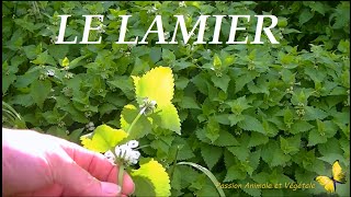 Le Lamier plante comestible et médicinale .