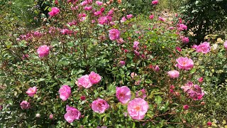 如何种植健康的玫瑰 ?How to grow heaithy rose plant?