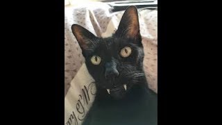Cats Making Weird Sounds Compilation 2019