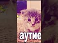 Мемы memes cat backrooms переключение в закулисье смотреть