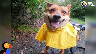 Injured Street Dog is the Happiest Boy After Being Rescued by Woman | The Dodo