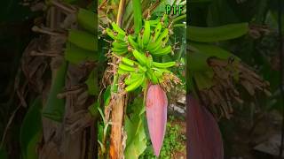 🍌🍌பல வகை வாழை🍌🍌 #parttimefarmer #tnfarmer #விவசாயி #agriculture #ptf