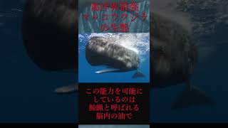 【ゆっくり解説】海洋動物最強と言われるマッコウクジラ