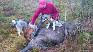 Hirvenmetsästys. Hirvijahtia Lentiirassa moose hunting in lentiira first moose for kepa