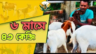 বাড়ির ছাদে ছোট্ট Boer Goat Farm in Kolkata || বোর ছাগল পালন