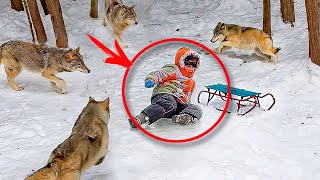 A pack of hungry wolves surrounded the boy. But then the incredible happened!