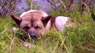 AKITA Calming Sounds - Dog Relaxation Music - Sleeping Dog Ambience