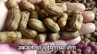 उकडलेल्या भुईमुगाच्या शेंगा | Ukadlelya shenga | Steamed groundnut