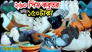 এ যেনো এক আলাদিনের আশ্চর্য হলাম ২৬০ পিস কবুতর ১৫০ টাকা কমদামে কবুতর কিনুন ডিম বাচ্চা ১০০% গ্যারান্টি