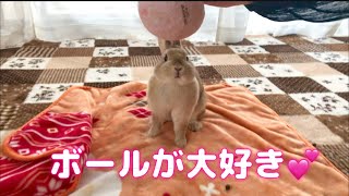 【とっても可愛いうさぎ】うたっちする姿が可愛い過ぎるボールを追いかけるうさぎさん。