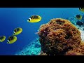 underwater paradise 4k hdr oled demo dolby vision™ 60fps