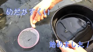 めだかすくい始めました！【めだか屋】