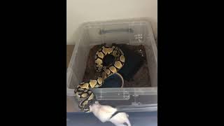 Snake feeding! #fyp #pets #animals #cool #fypシ #snake #trending #python #ytshorts #viral #yt #trend