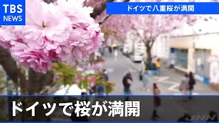 ドイツで桜が満開、多くの人が見物に訪れる