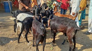 महाराष्ट्र सर्वात मोठा मेंढी व शेळी बाजार | Parbhani |दि:27/02/2025 वार गुरुवार | खंडोबा शेळी बाजार