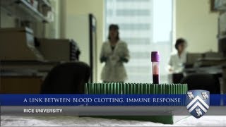 Rice University researchers find link between blood clotting, immune response