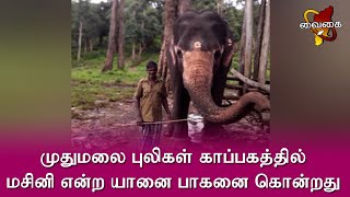 மசினி என்ற யானை பாகனை கொன்றது | உணவு வழங்கும்போது பாகனை வளர்ப்பு யானை தாக்கியது