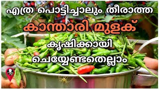 ഇടയില്ലാതെ തിങ്ങി നിറഞ്ഞു വളരാൻ | Kanthari mulaku krishi malayalam | Prs kitchen | Red chilly