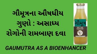 ગૌમૂત્ર ના ઔષધીય ગુણો : cow urine gaumutra as a bioenhancer