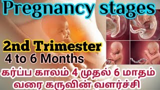 கர்ப்ப காலம் 4 முதல் 6 மாதம் வரை கருவின் வளர்ச்சி | Pregnancy stages monthly in tamil