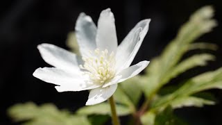 大崎雪割草の里　新潟県柏崎市