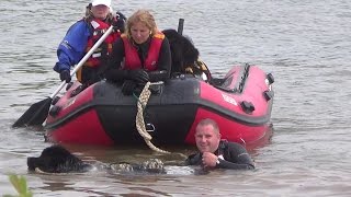 Newfoundland Rescue Dog jumps into a lake after handler and tows boat at Rescue Day 2014