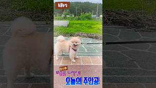 #오늘의 주인공#산책길에서 만난 포메라니안 ##shorts🐕