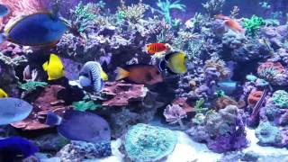 380 gallon reef tank