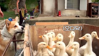 [삼시세끼고창편] 오리가 궁금한 겨울이