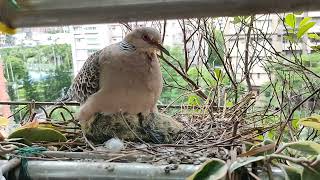 金背鳩8 Day21 鳥齡5天，20230430早上鳥爸餵食。