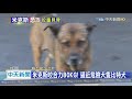 20200918中天新聞　米克斯咬合力80kg！　逼近危險犬隻比特犬