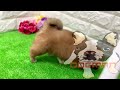 ミックス犬・ポメズーの子犬　（和歌山）