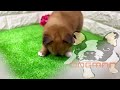 ミックス犬・ポメズーの子犬　（和歌山）