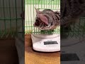 お猿の体重測定【ショウガラゴのピザトル】