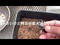 【阿古谷産オオクワガタ】昆虫をたしなむ 1