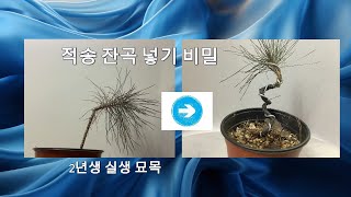 적송 부러지지 않는 비밀