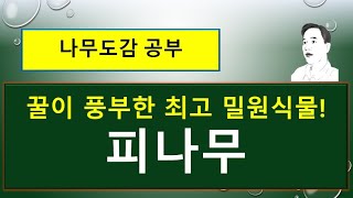 피나무는 어떤 나무일까? : 피나무 vs 좀피나무 : 속껍질, 목재, 섬유, 밀원식물, 바둑판.