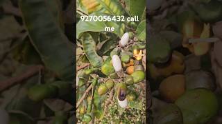 Tella Jeedi Ginjalu Seeds #Shorts-9270056432 #whiteseeds#tellajeeginjaluoriginaWhite pica TellaJeedi