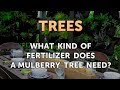 What Kind of Fertilizer Does a Mulberry Tree Need?